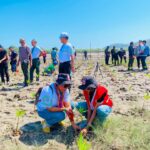 CVTL Bobonaro Branch Supports World Mangrove Day with First Aid Services and Mangrove Planting